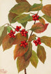 Cornouiller à fleurs Cornus florida - Mary Vaux Walcott — weergave van het kunstwerk