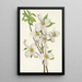 Fleur de cornouiller Cornus florida - Mary Vaux Walcott — ingelijst kunstwerk aan de muur