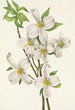 Fleur de cornouiller Cornus florida - Mary Vaux Walcott — weergave van het kunstwerk