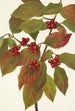 Fruit de cornouiller Cornus florida - Mary Vaux Walcott — weergave van het kunstwerk