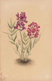 Fleurs du Mesa - Mary Vaux Walcott — weergave van het kunstwerk