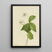 Anémone des forêts Anemone deltoidea - Mary Vaux Walcott — ingelijst kunstwerk aan de muur