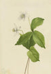 Anémone des forêts Anemone deltoidea - Mary Vaux Walcott — weergave van het kunstwerk