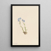 Myosotis des Alpes Myosotis alpestris - Mary Vaux Walcott — ingelijst kunstwerk aan de muur