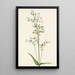 Pentstémon à grandes fleurs Pentstemon digitalis - Mary Vaux Walcott — ingelijst kunstwerk aan de muur