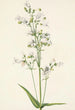 Pentstémon à grandes fleurs Pentstemon digitalis - Mary Vaux Walcott — weergave van het kunstwerk