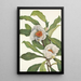 Franklinia alatamaha - Mary Vaux Walcott — ingelijst kunstwerk aan de muur