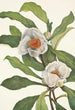 Franklinia alatamaha - Mary Vaux Walcott — weergave van het kunstwerk