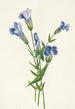 Gentiane frangée Gentiana crinita - Mary Vaux Walcott — weergave van het kunstwerk