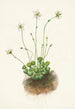 Parnassie frangée Parnassia fimbriata - Mary Vaux Walcott — weergave van het kunstwerk