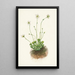 Parnassie frangée Parnassia fimbriata - Mary Vaux Walcott — ingelijst kunstwerk aan de muur