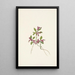 Polygale à feuilles paucifoliées Polygala paucifolia - Mary Vaux Walcott — ingelijst kunstwerk aan de muur