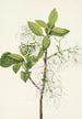 Arbre à franges Chionanthus virginica - Mary Vaux Walcott | Reproduction — weergave van het kunstwerk