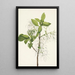 Arbre à franges Chionanthus virginica - Mary Vaux Walcott | Reproduction — ingelijst kunstwerk aan de muur