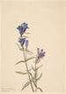 Gentiane Gentiana affinis - Mary Vaux Walcott — weergave van het kunstwerk
