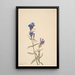 Gentiane Gentiana affinis - Mary Vaux Walcott — ingelijst kunstwerk aan de muur