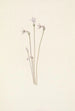 Monotrope uniflore Thalesia uniflora - Mary Vaux Walcott — weergave van het kunstwerk