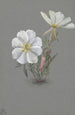 Hellébore géant Epipactia gigantea - Mary Vaux Walcott — weergave van het kunstwerk