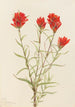 Castilléjie géante Castilleja miniata - Mary Vaux Walcott — weergave van het kunstwerk