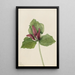 Trille géant Trillium chloropetalum - Mary Vaux Walcott — ingelijst kunstwerk aan de muur