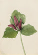 Trille géant Trillium chloropetalum - Mary Vaux Walcott — weergave van het kunstwerk
