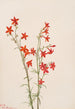 Gilia arizonica - Mary Vaux Walcott — weergave van het kunstwerk