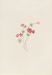 Gilia linanthus parviflorus - Mary Vaux Walcott — weergave van het kunstwerk