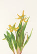 Érythrone à grandes fleurs Erythronium grandiflorum - Mary Vaux Walcott — weergave van het kunstwerk