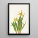 Érythrone à grandes fleurs Erythronium grandiflorum - Mary Vaux Walcott — ingelijst kunstwerk aan de muur