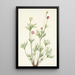Anémone globuleuse Anemone globosa - Mary Vaux Walcott — ingelijst kunstwerk aan de muur