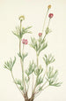 Anémone globuleuse Anemone globosa - Mary Vaux Walcott — weergave van het kunstwerk