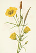 Calice doré Mariposa Calochortus clavatus - Mary Vaux Walcott — weergave van het kunstwerk