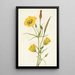 Calice doré Mariposa Calochortus clavatus - Mary Vaux Walcott — ingelijst kunstwerk aan de muur
