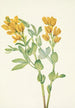 Pois doré Thermopsis rhombifolia - Mary Vaux Walcott | Reproduction — weergave van het kunstwerk