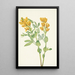 Pois doré Thermopsis rhombifolia - Mary Vaux Walcott | Reproduction — ingelijst kunstwerk aan de muur