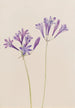 Noix d'herbe Brodiaea laxa - Mary Vaux Walcott — weergave van het kunstwerk