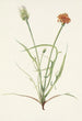 Agoséris à feuilles de graminée Agoseris graminiflolia - Mary Vaux Walcott — weergave van het kunstwerk