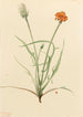 Agoséris à feuilles de graminée Agoseris graminifolia - Mary Vaux Walcott — weergave van het kunstwerk