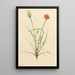 Agoséris à feuilles de graminée Agoseris graminifolia - Mary Vaux Walcott — ingelijst kunstwerk aan de muur