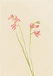 Orchidée rose des prés - Mary Vaux Walcott — weergave van het kunstwerk