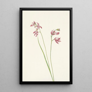 Mary Vaux Walcott - Grasspink Orchid Limodorum tuberosum.webp