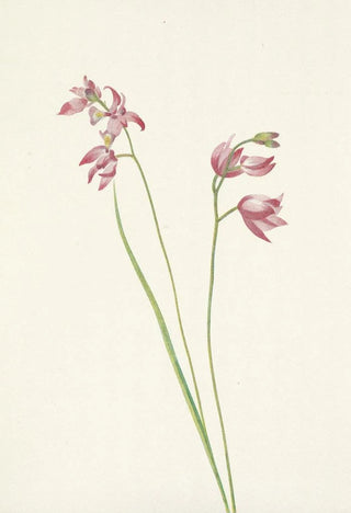 Mary Vaux Walcott - Grasspink Orchid Limodorum tuberosum.webp