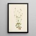 Séneçon gris Senecio canus - Mary Vaux Walcott — ingelijst kunstwerk aan de muur