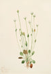 Séneçon gris Senecio canus - Mary Vaux Walcott — weergave van het kunstwerk