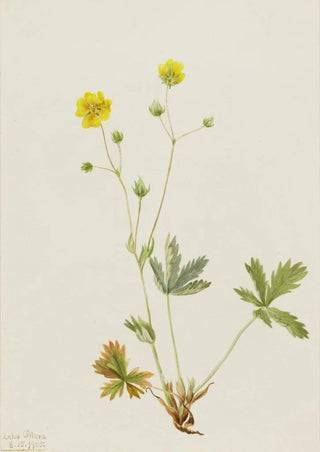 Mary Vaux Walcott - Grayleaf Fivefinger Potentilla glaucophylla.webp