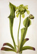 Sarracénie groene Sarracenia orephila - Mary Vaux Walcott — weergave van het kunstwerk