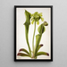 Sarracénie groene Sarracenia orephila - Mary Vaux Walcott — ingelijst kunstwerk aan de muur