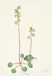 Pyrole verte Pyrola chlorantha - Mary Vaux Walcott — weergave van het kunstwerk