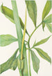 Dragon vert Arisaema dracontium - Mary Vaux Walcott — weergave van het kunstwerk