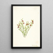 Airelle des bois Vaccinium scoparium - Mary Vaux Walcott — ingelijst kunstwerk aan de muur